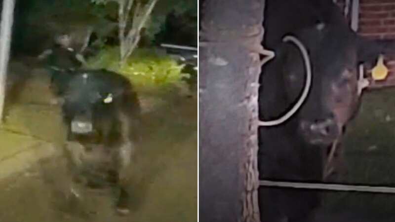 Runaway bull sends police on three-hour chase as it runs wild through gardens