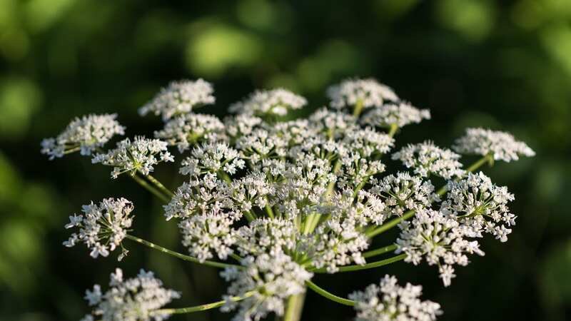 Giant hogweed produces toxic sap in its stems, leaves, flowers, and roots that reacts to UV light, which results in skin inflammation, blisters, redness, swelling (Image: Getty Images/iStockphoto)