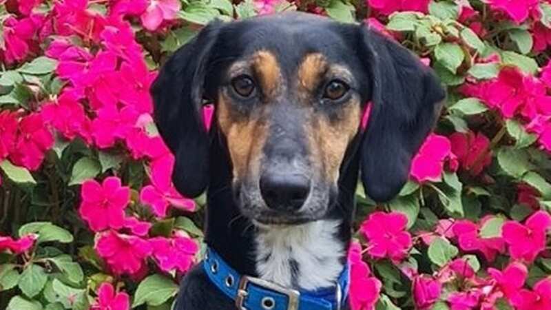 Chris and Corinne have no plans to stop fostering dogs in need