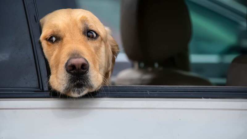 Motorists have been urged not to leave their pets inside vehicles this summer (Image: Getty Images/iStockphoto)