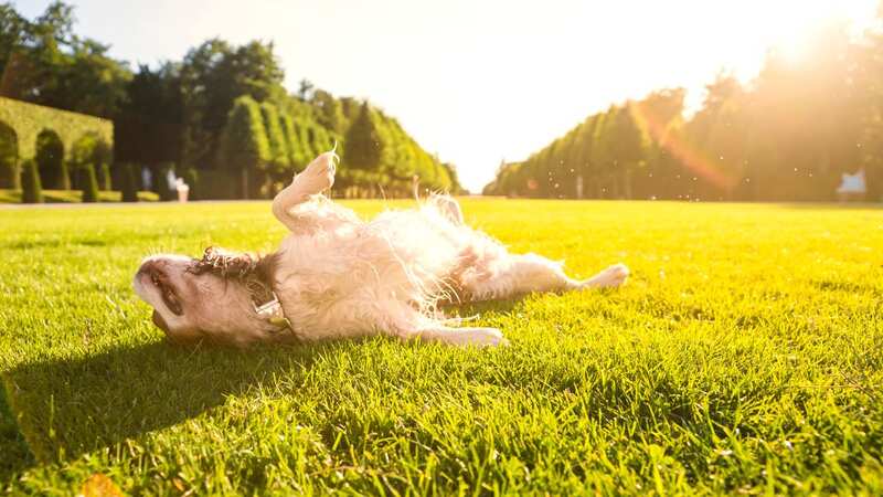 As the temperatures rocket, pet owners need to take extra steps to keep their beloved pooches safe (stock image) (Image: Getty Images/Westend61)