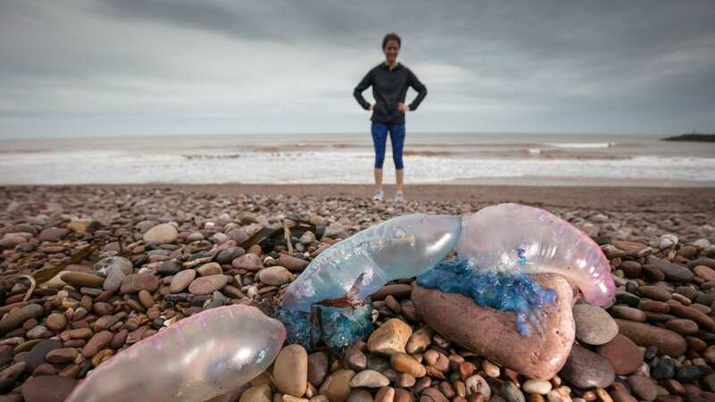 Portuguese Man o’ War jellyfish is just one of the more exotic species to wash up on the British coastline in recent times (Image: Matt Cardy/Getty Images)