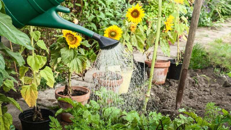 You should only water plants at a specific time of day in the summer (stock photo) (Image: Getty Images/Image Source)