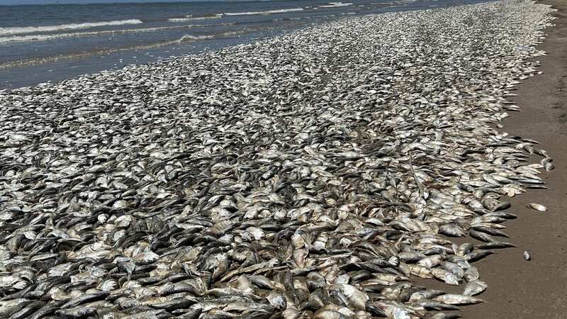 Thousands of rotting dead fish 