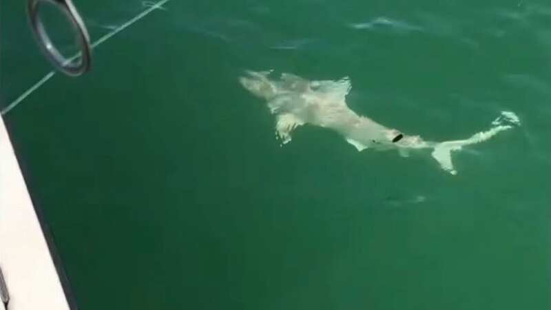 Jaw-dropping moment gigantic sea monster swallows shark in one huge gulp