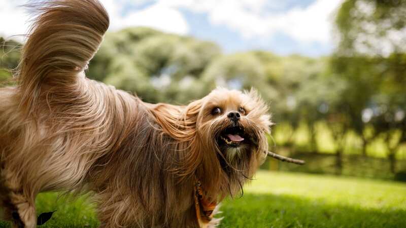 Dogs can dangerously burn their paws on artificial grass that is in direct sunlight (stock photo) (Image: Getty Images)