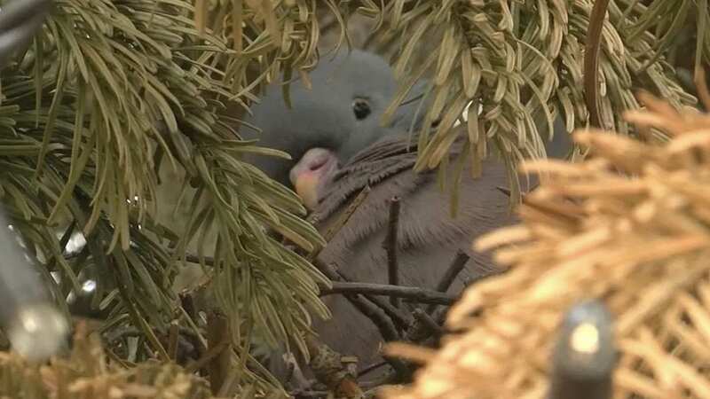 Beverley Town Council has revealed that shortly before it was due to be taken down, a wood pigeon began nesting in the tree (Image: BBC)