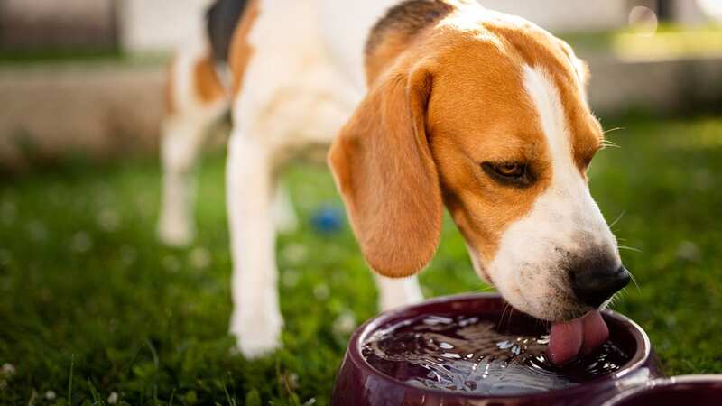 Adding extra water to your dog