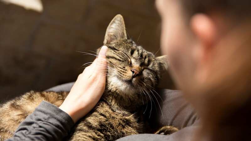 She named the cat after her late husband (stock photo) (Image: Getty Images/Westend61)