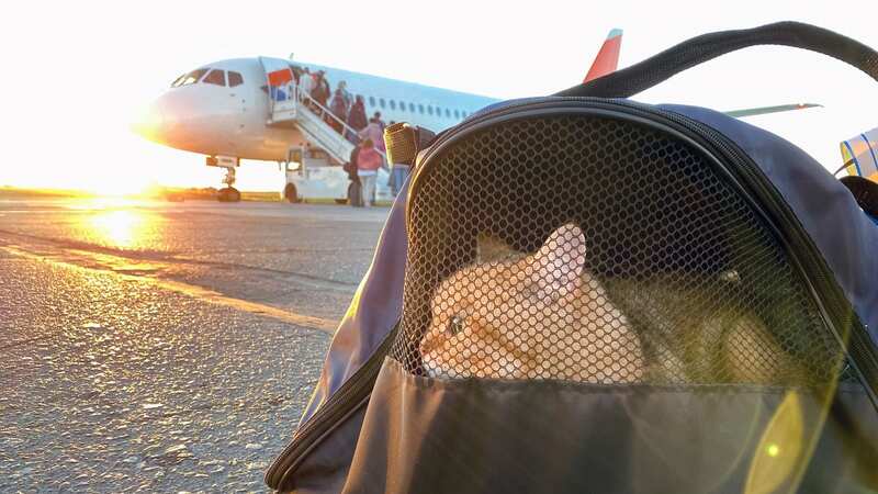 The cat suddenly popped up on the Delta flight (stock photo) (Image: Getty Images/iStockphoto)