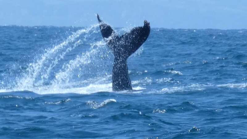 Humpback whale filmed 
