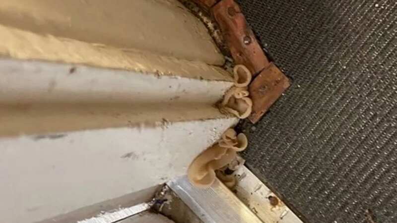 The mum has black mould growing on the walls (Image: SurreyLive WS)
