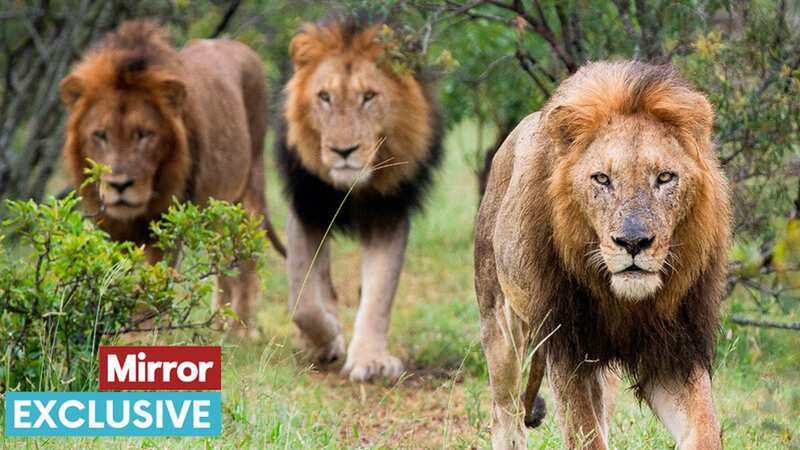 Campaigners want to end trophy hunting imports (Image: Animal Planet)