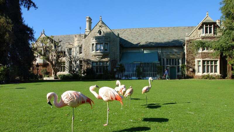 Flamingos are just one of the exotic creatures that calls the Playboy Mansion home. (Image: Paul Harris/Getty Images)