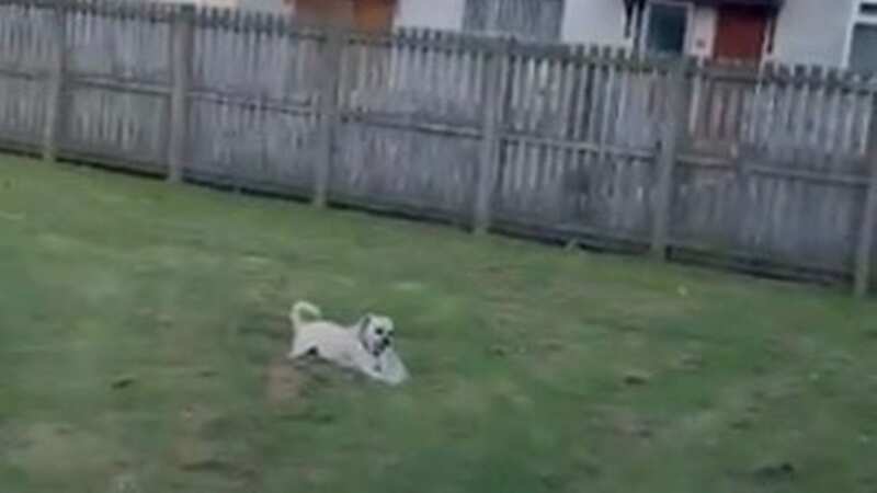 Woman terrified as swooping seagulls repeatedly attack her and dog