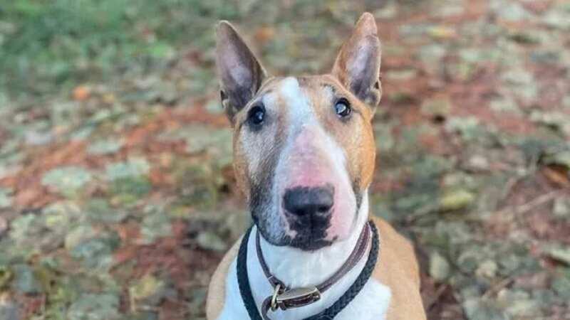 Honey the English Bull Terrier is once again looking for a loving home as she enters her twilight years (Image: Rainbow Rehoming)