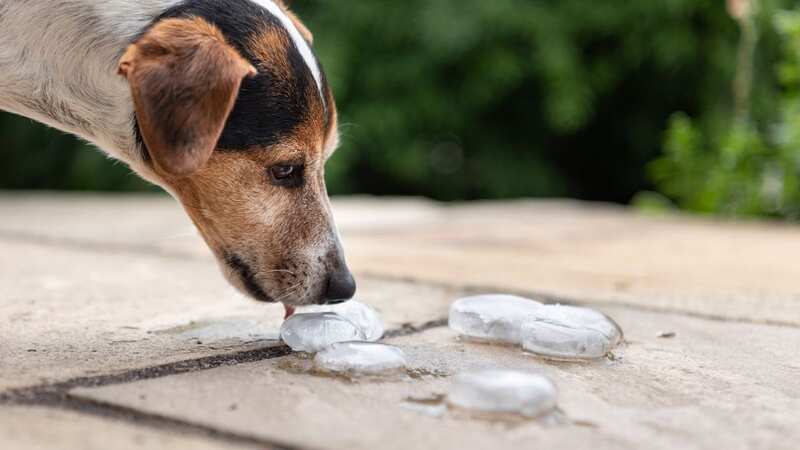Dogs need to be kept cool in the heat (Stock Image) (Image: Getty Images/iStockphoto)