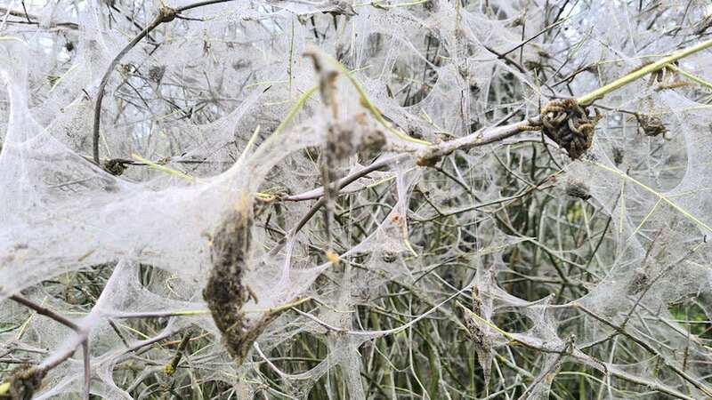 An invasion of white ermine moth caterpillars has resulted in what looks like a horror movie scene (Image: Courteenhall Estate / SWNS)