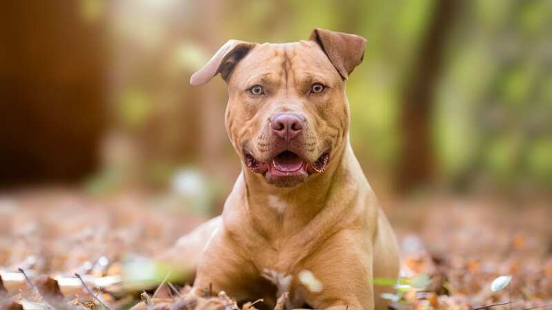 The dog with his owner in the park when he was stabbed (Image: Getty Images/iStockphoto)