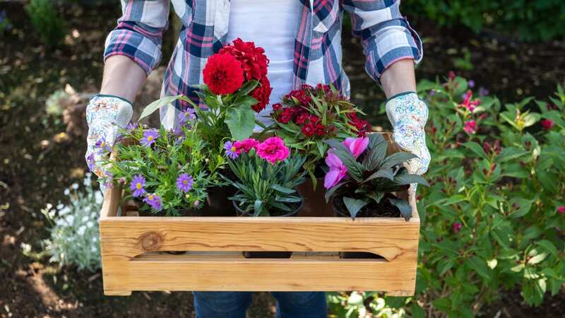 Nappies could help your flowers last longer (stock photo) (Image: Getty Images/iStockphoto)