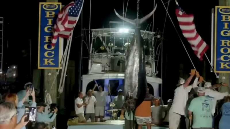 The Blue Marlin caught by the team Sensation weighed over 600 pounds — by far the largest fish caught that week (Image: The Big Rock Blue Marlin Tournament/Youtube)