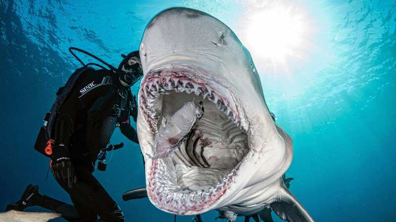 Diver Jeff Joel hand-fed a 450-pound bull shark — and he lived to tell the tail (Image: mediadrumimages/Jeff Joel)