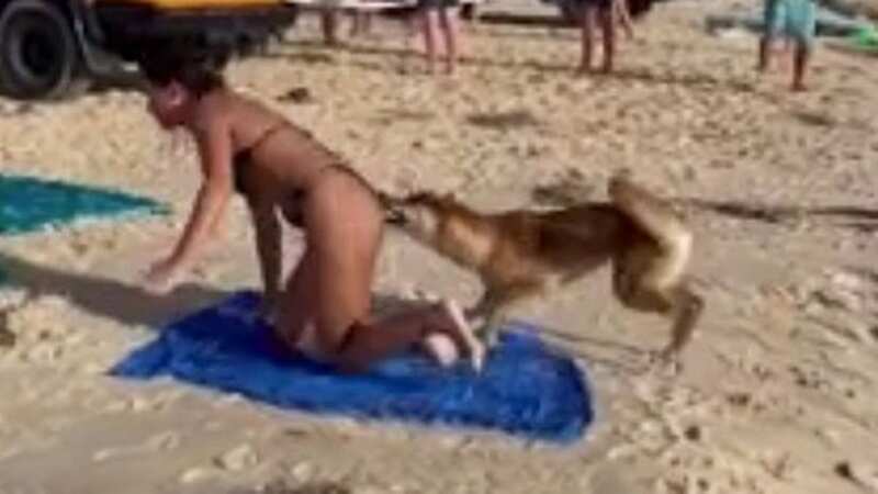 Sunbather is bitten on bum by dingo just weeks after boy dragged underwater