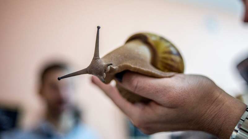 The discovery of giant African land snails in Florida prompts urgent action (Image: NurPhoto via Getty Images)