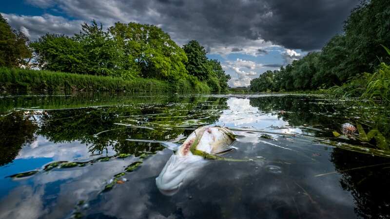 Dead fish in the Cam (Image: James Linsell-Clark/ SWNS)