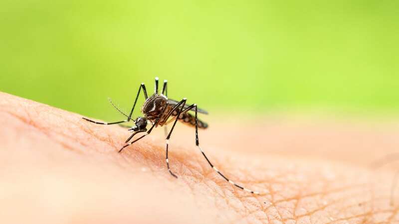 Mosquitoes have now reached the South East of England carrying dengue (Image: Getty Images/iStockphoto)