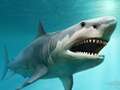Expert discusses theory conspiracy theory 60-foot megalodon shark is still alive