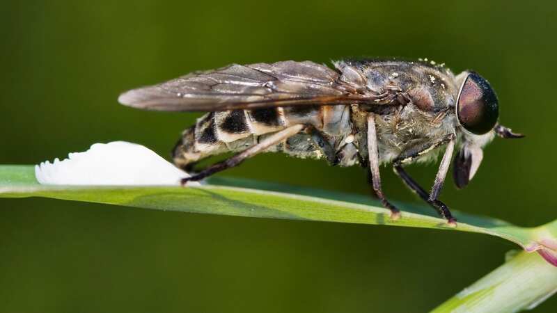 The horseflies are immune to most insect repellents (Image: ullstein bild via Getty Images)