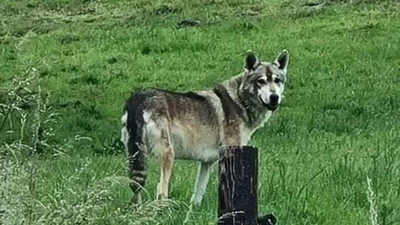 Axel the wolfdog has excaped from his enclosure at Rumley
