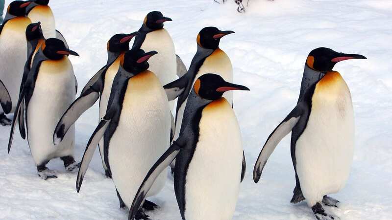 Penguins are officially the fastest swimming birds in the world (Image: Getty Images)
