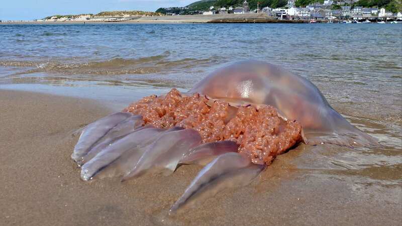 A giant barrel jellyfish washed up on a UK beach (Image: Simon Parkin)