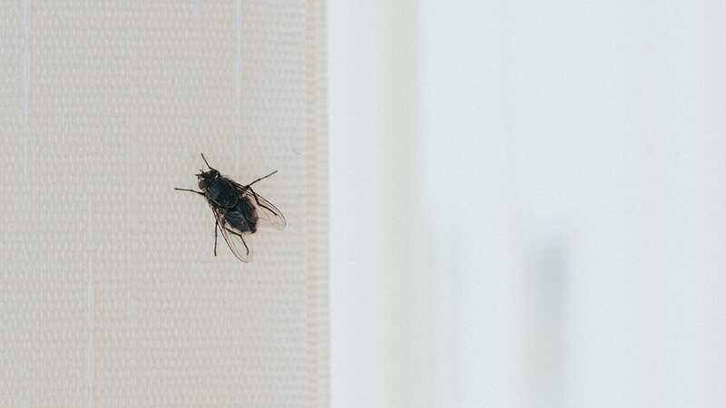 Flies tend to infiltrate homes in the summer months (stock image) (Image: Getty Images)