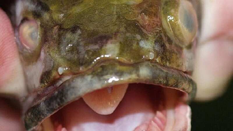 US Department of Agriculture handout shows the northern snakehead fish (Image: AFP)