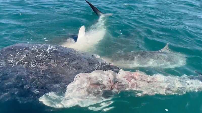 Terrifying moment 50 sharks tear humpback whale to shreds in ‘feeding frenzy’