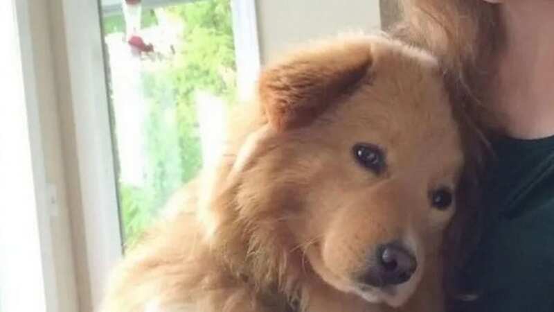 11-year-old fluffy mixed-breed pooch Beignet was horrifically stabbed to death (Image: Liesbeth Mackie)