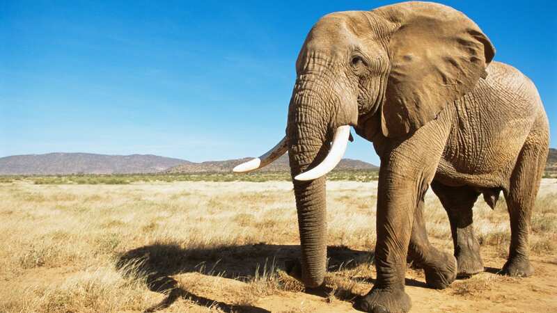 Elephants are the top animals Brits would love to see in the wild (Image: James Warwick/Getty Images)