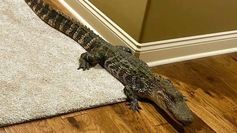 The couple called the authorities after finding the gator in their hallway (Image: KATC)