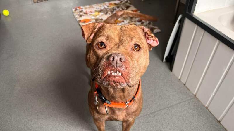 Izzy is a Staffordshire Bull Terrier/Shar Pei cross (Image: RSPCA Derby)