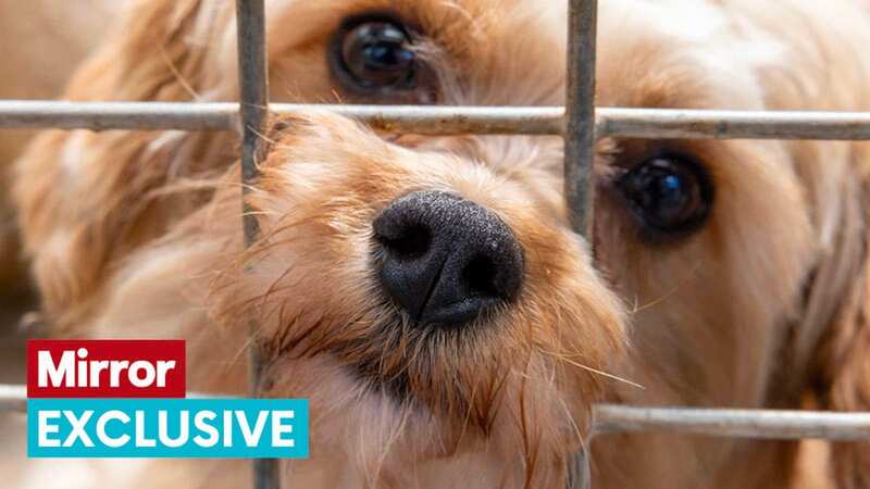 A dog peers through the bars of its cage as it waits to be rehomed (Image: Rowan Griffiths / Daily Mirror)