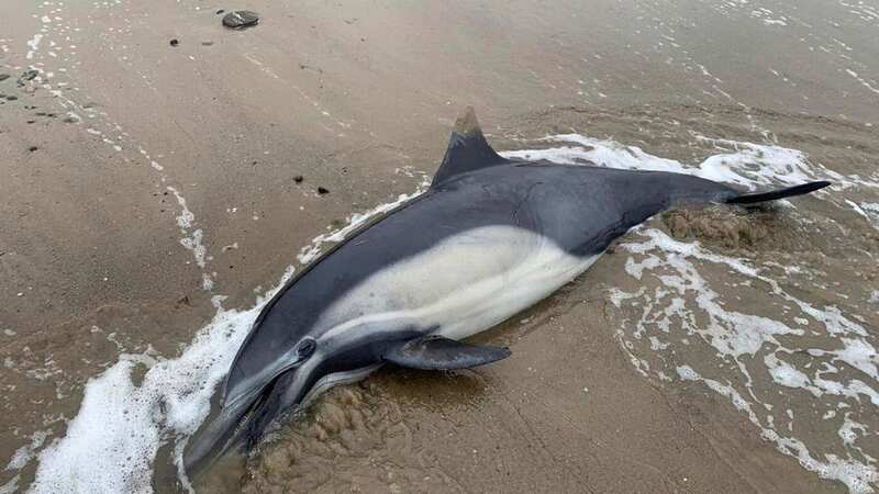 Dead dolphins have washed ashore on a beach in California (Image: AP)