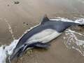 Hundreds of dead dolphins and sea lions on 'bad acid trip' wash up on beaches