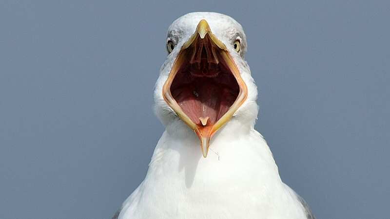 The seagull has attacked several people (Image: Getty Images)