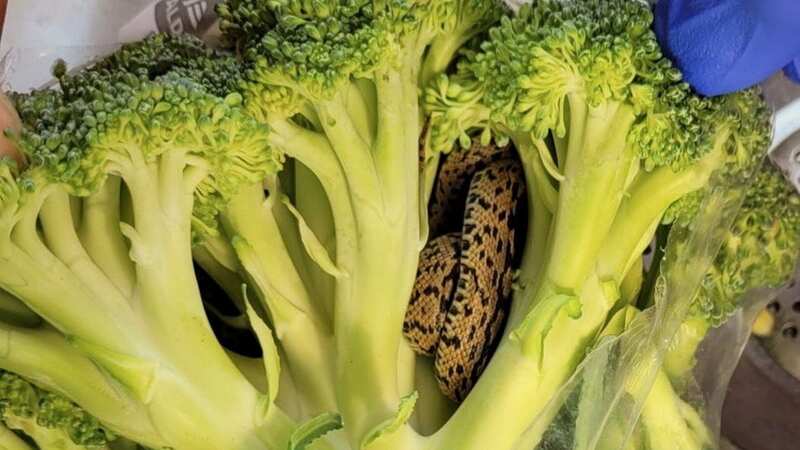 The snake in the broccoli (Image: Donovan Linton / SWNS)