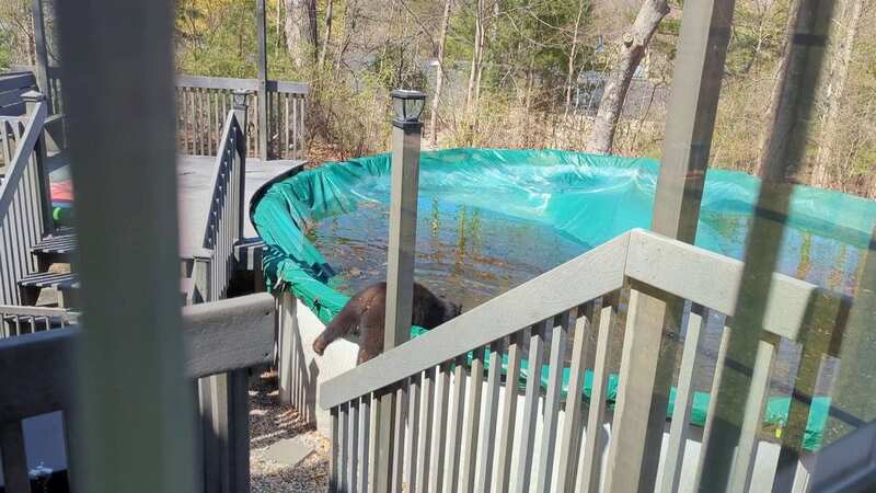 A bear cub climbs into a covered pool (Image: Michael Costello / SWNS)