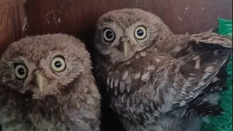 Rescued baby owls get very apt nicknames after being rescued from Glastonbury