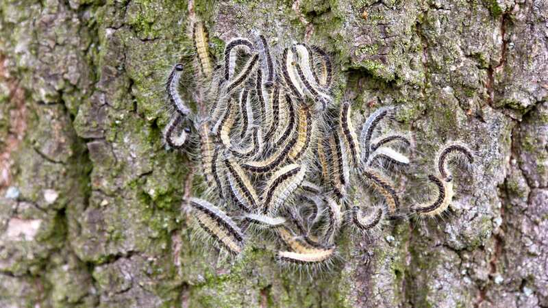 A warning has been issued about the oak processionary moth (Image: Getty Images/iStockphoto)